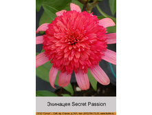 Secret_Passion 198�.jpg