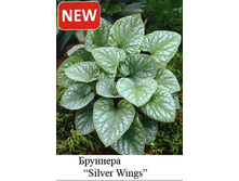 Silver_Wings 93�.jpg