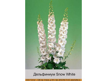 Snow_White 67�.jpg