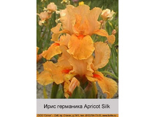 Apricot_Silk 60�.jpg