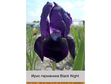 Black_Night 60�.jpg