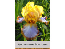 Brown_Lasso 60�.jpg