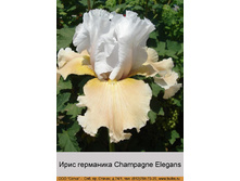 Champagne_Elegans 60�.jpg