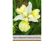 Chartreuse_Bounty 42�.jpg
