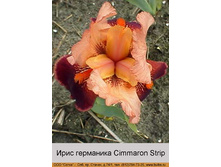 Cimmaron_Strip 60�.jpg
