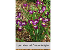 Contrast_in_Styles 68�.jpg