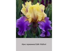 Edith_Wolford 60�.jpg