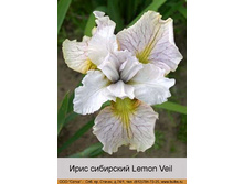 Lemon_Veil 68�.jpg