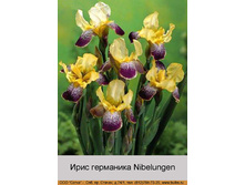 Nibelungen 60�.jpg