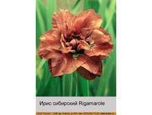 Rigamarole 68�.jpg