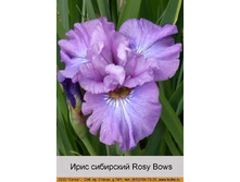Rosy_Bows 68�.jpg