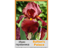 Sultan's_Palace 60�.jpg