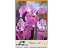 Wine_Wings 42�.jpg