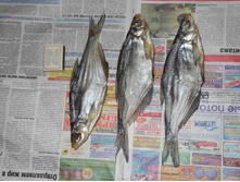 DSCN7106.JPG