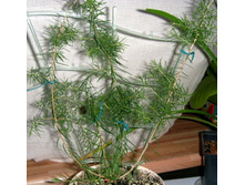 �.nodosa