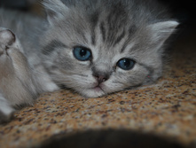 DSC_0050.jpg