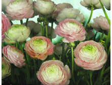 Gentle Rose 388 x 254 cm (8 parts) art. 8-894