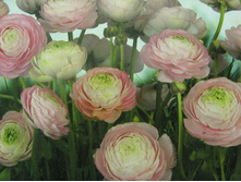 Gentle Rose 388 x 254 cm (8 parts) art. 8-894