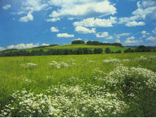 368 x 254 cm (8 parts) art 8-254 Meadow