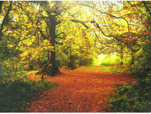 338 x 270cm (8 parts) art 8-068 Autumn Forest