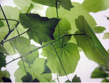 Oxygen 368 x 254 cm (8 parts) art. 8-506