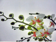 184 x 127 cm (1 parts) art. 1-608 ORCHIDEE 