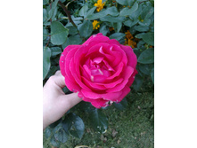 30092012549.jpg