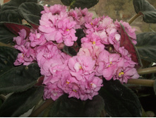 DSCF6777.JPG