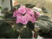 DSCF6778.JPG