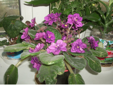 DSCF6779.JPG