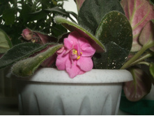 DSCF6780.JPG