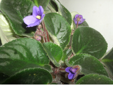 DSCF6782.JPG