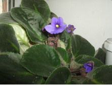 DSCF6783.JPG
