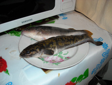 DSCN1185.jpg