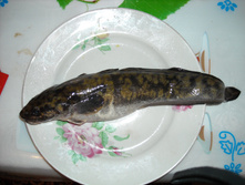 DSCN1193.jpg
