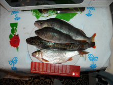 DSCN1198.jpg