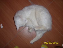 ST830032.JPG