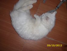 ST830029.JPG