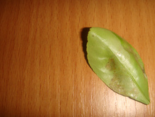DSC01325.JPG