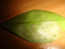 DSC01330.JPG