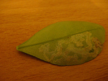 DSC01331.JPG