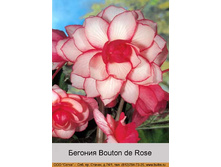 Bouton_de_Rose 31�.jpg