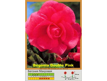 Double_pink 28�.jpg