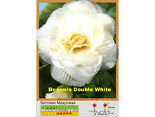 Double_white 28�.jpg