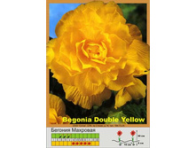 Double_yellow 28�.jpg