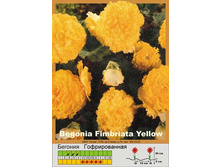 Fimbriata_yellow 28�.jpg