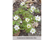 thalictroides_Alba 147�.jpg