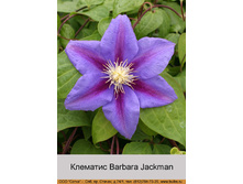 Barbara_Jackman 78�.jpg