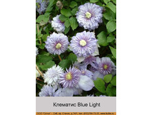 Blue_Light 204�.jpg