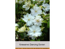 Dancing_Dorien 184�.jpg